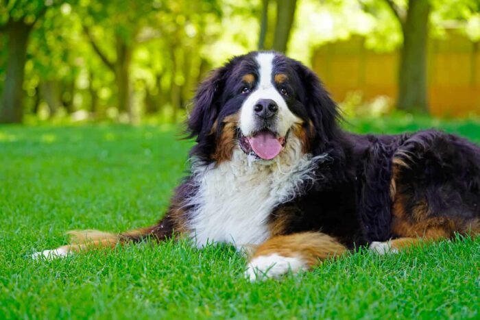 Bernese Mountain Puppy For Sale - Image 1
