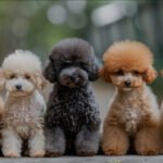 Teacup Poodle | Tea Cup Poodle | Teacup Poodle for Sale | Teacup Poodle Dubai