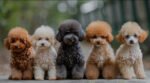 Teacup Poodle | Tea Cup Poodle | Teacup Poodle for Sale | Teacup Poodle Dubai