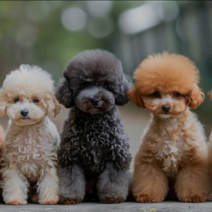 Teacup Poodle | Tea Cup Poodle | Teacup Poodle for Sale | Teacup Poodle Dubai