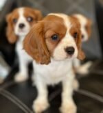 Cavalier King Charles Spaniel Puppy For Sale - Image 2