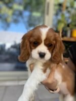 Cavalier King Charles Spaniel Puppy For Sale - Image 3