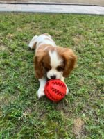 Cavalier King Charles Spaniel Puppy For Sale - Image 4