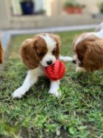 Cavalier King Charles Spaniel Puppy For Sale - Image 5