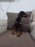 Doberman Pinscher Puppy For Sale - Image 2