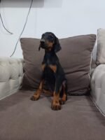 Doberman Pinscher Puppy For Sale - Image 3