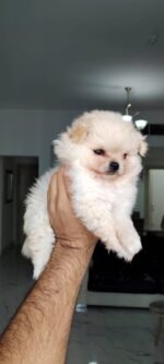 Imported Pomeranian Puppy For Sale - Image 2