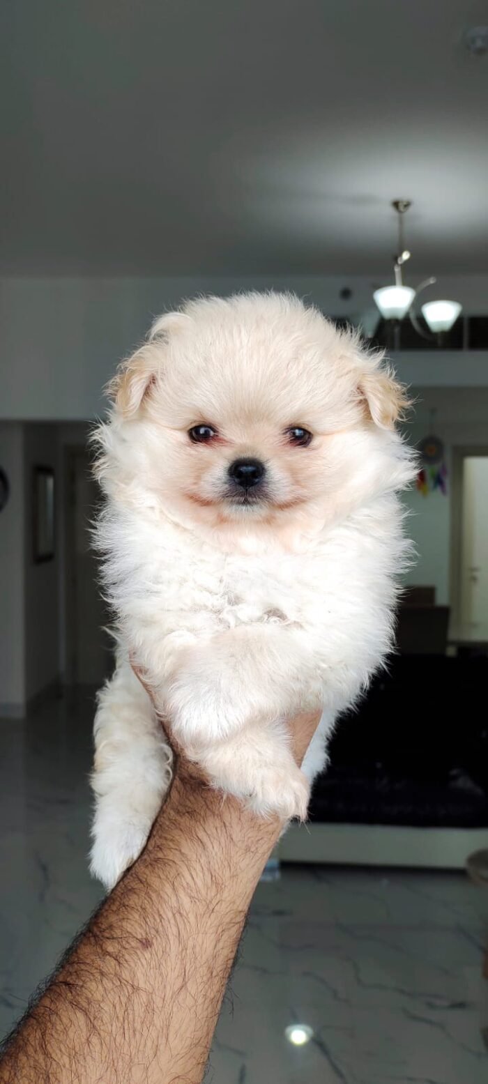 Imported Pomeranian Puppy For Sale - Image 1