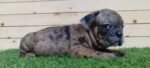 Merle Tan Frenchies Puppy For Sale - Image 2