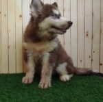 Husky Puppy For Sale - Image 3