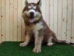 Husky Puppy For Sale