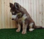 Husky Puppy For Sale - Image 2