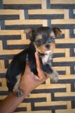 Teacup Yorkie Puppy For Sale - Image 2