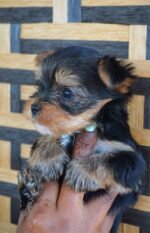 Teacup Yorkie Puppy For Sale - Image 3