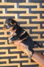 Teacup Yorkie Puppy For Sale - Image 4