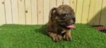 Merle Tan Frenchies Puppy For Sale - Image 6