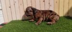 Merle Tan Frenchies Puppy For Sale - Image 5