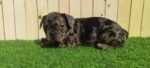 Merle Tan Frenchies Puppy For Sale - Image 4