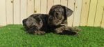 Merle Tan Frenchies Puppy For Sale - Image 3