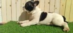 Frenchies Puppy For Sale - Image 4