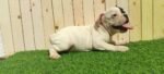 Frenchies Puppy For Sale - Image 6