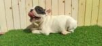 Frenchies Puppy For Sale - Image 3