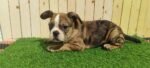 Merle Tan Frenchies Puppy For Sale
