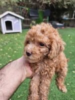 Toy Poodle Puppy For Sale - Image 4