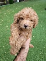 Toy Poodle Puppy For Sale - Image 3