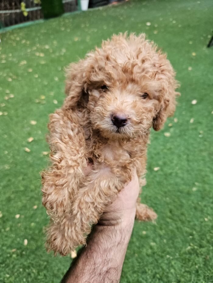 Toy Poodle Puppy For Sale - Image 3