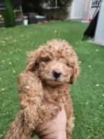 Toy Poodle Puppy For Sale
