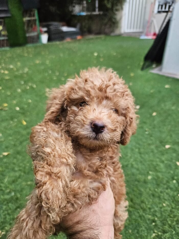 Toy Poodle Puppy For Sale - Image 1