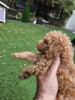Toy Poodle Puppy For Sale - Image 2