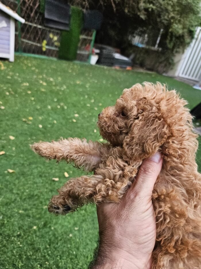 Toy Poodle Puppy For Sale - Image 2