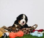 Bernese Mountain Puppy For Sale - Image 6