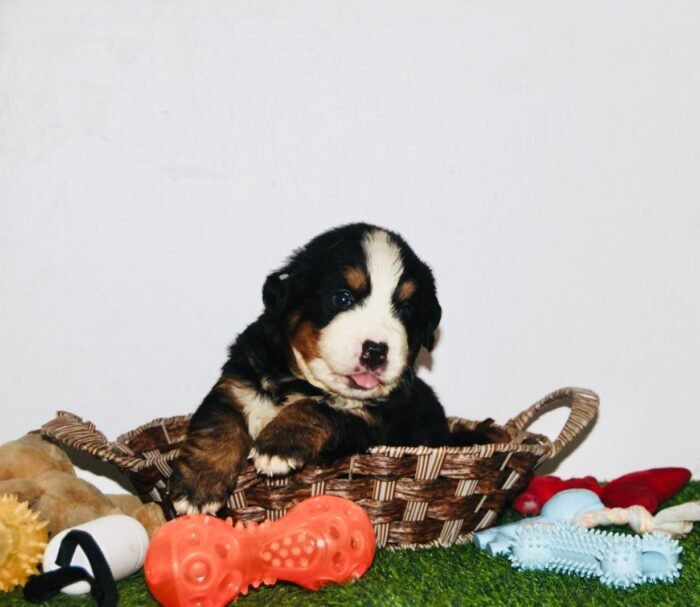 Bernese Mountain Puppy For Sale - Image 6