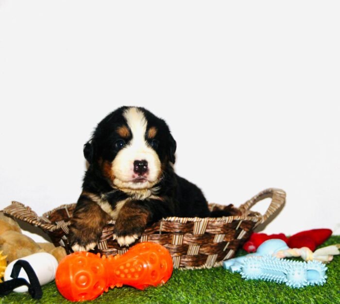 Bernese Mountain Puppy For Sale - Image 5