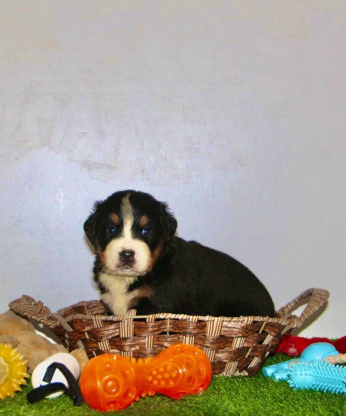 Bernese Mountain Puppy For Sale - Image 4