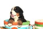 Bernese Mountain Puppy For Sale - Image 3