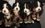 Bernese Mountain Puppy For Sale - Image 7