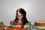 Bernese Mountain Puppy For Sale - Image 2