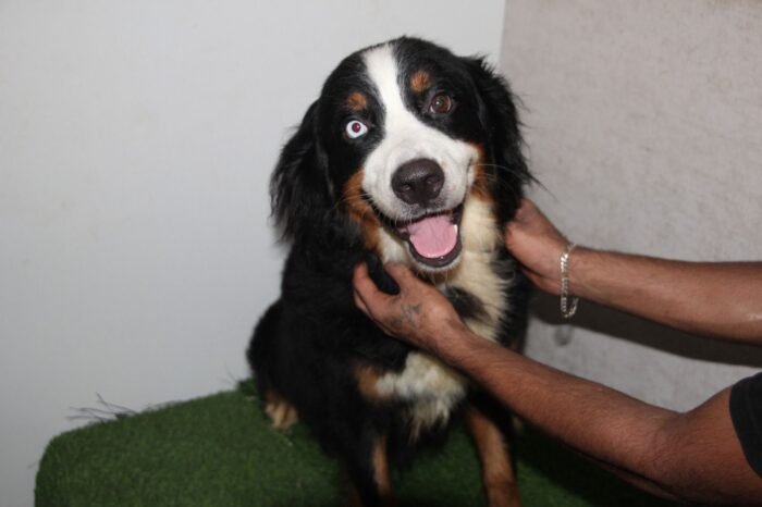 Bernese Mountain Puppy For Sale - Image 8