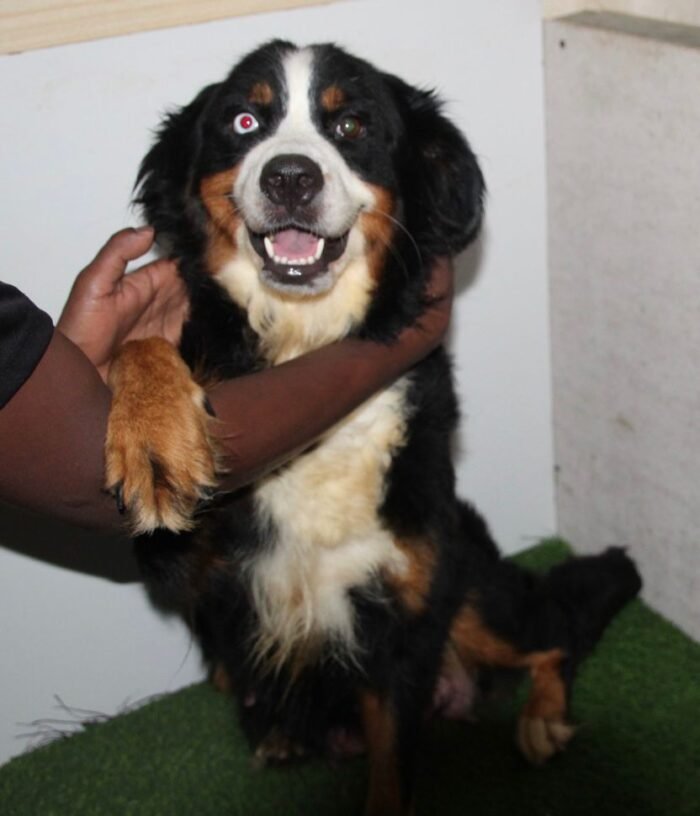Bernese Mountain Puppy For Sale - Image 9