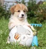 Corgi Puppy For Sale - Image 5