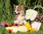 Corgi Puppy For Sale - Image 4