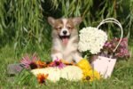 Corgi Puppy For Sale - Image 3