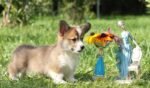 Corgi Puppy For Sale