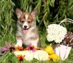 Corgi Puppy For Sale - Image 2