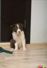 Border Collie Puppy For Sale - Image 2