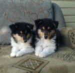 Border Collie Puppy For Sale - Image 3